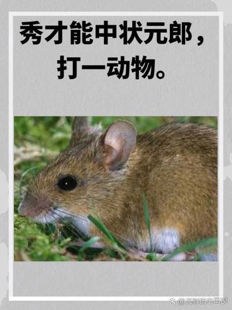 “有毛有翼，毋须教飞。双脚未必要塌地”打一准确动物生肖的简单介绍