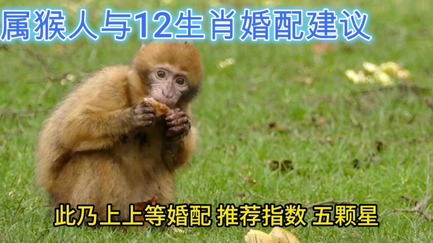 猴配什么生肖最好婚姻,猴配什么生肖最好婚姻女