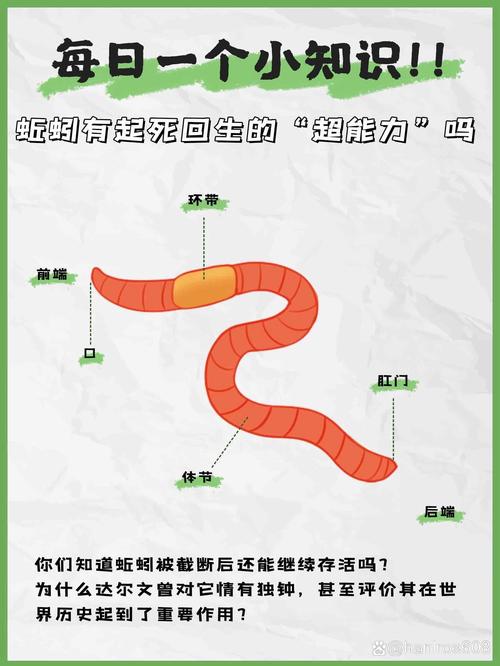 “小蚯蚓”打一动物生肖的简单介绍