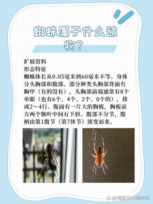 “蜘蛛”是什么生肖,蜘蛛是什么生肖正确答案