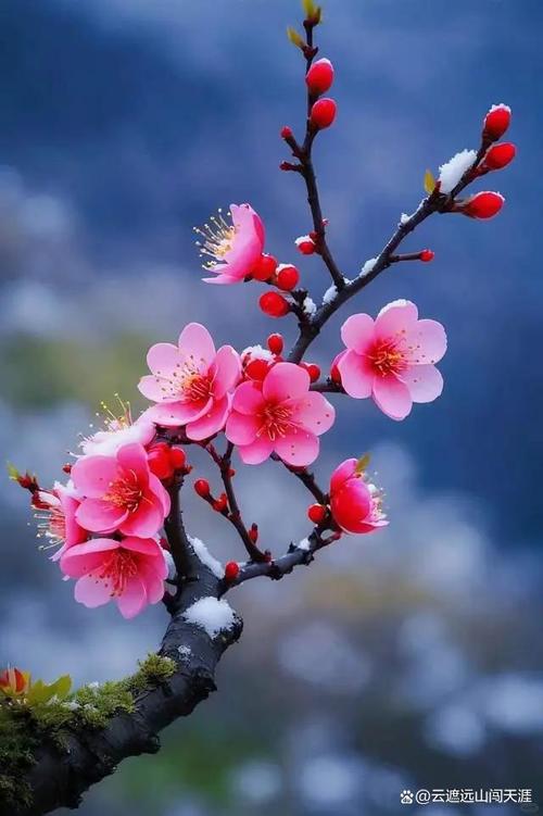 今期特找桃花正确答案,今期生肖找桃花绰号是什么