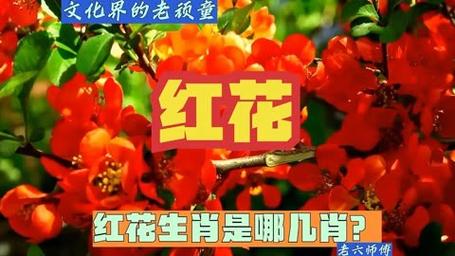 今期生肖开红花什么意思,今期生肖是红花,生肖还需自己查是什么生肖