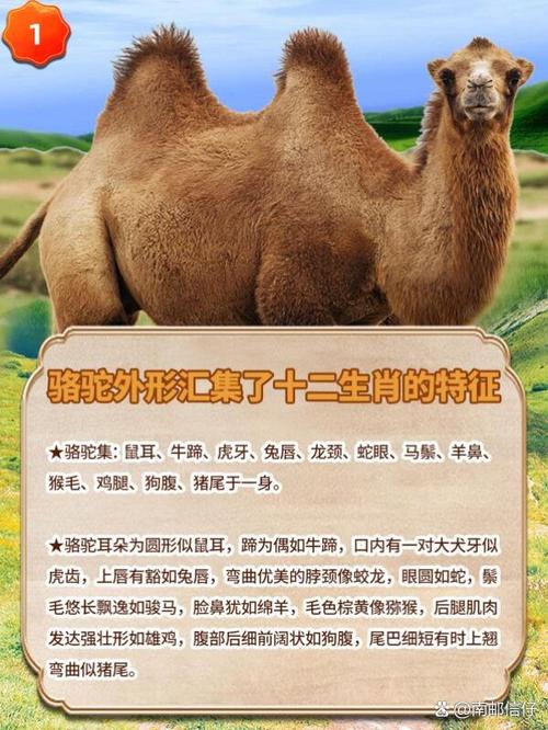 脖子代表什么生肖,脖子代表什么生肖动物