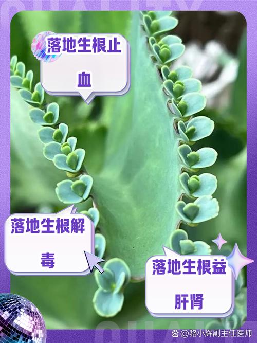落地生根打一生肖答案,落地生根是什么生肖正确答案