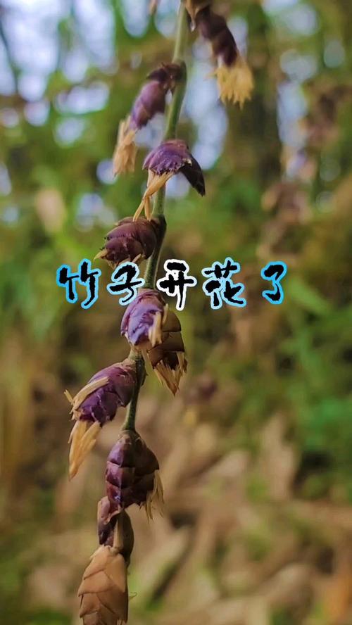 今期生开红花竹子生了节节高,今期生肖是红花,生肖还需自己查是什么生肖