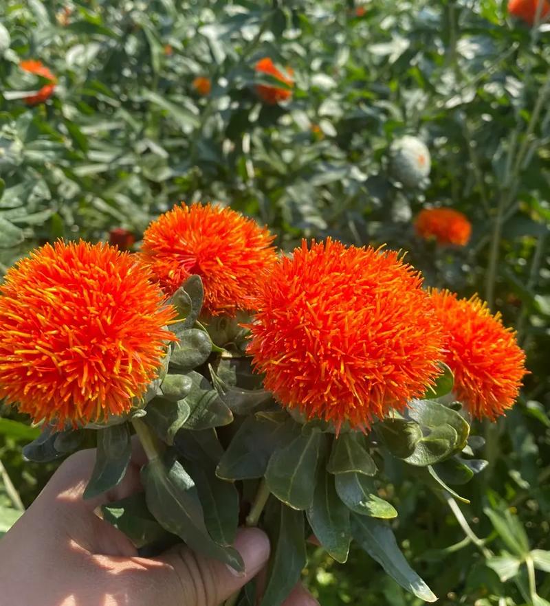 天上太阳开红花什么生肖最好,天上太阳开红花什么生肖最好呢