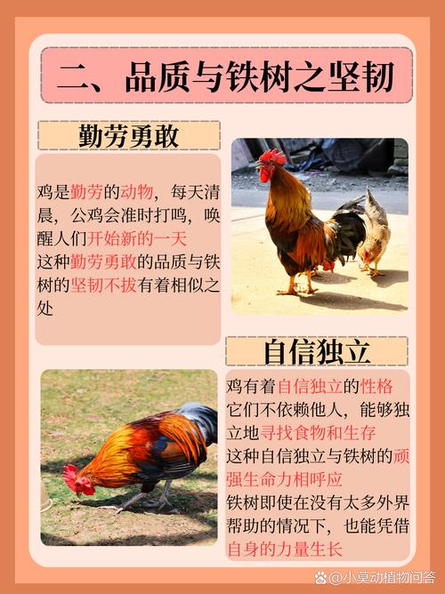 开金花是什么生肖?,生肖开金花是什么生肖