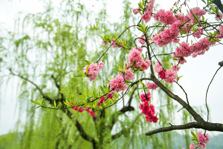 “花江柳绿”打一最佳准确生肖,桃红柳绿的动物今期打一正确生肖