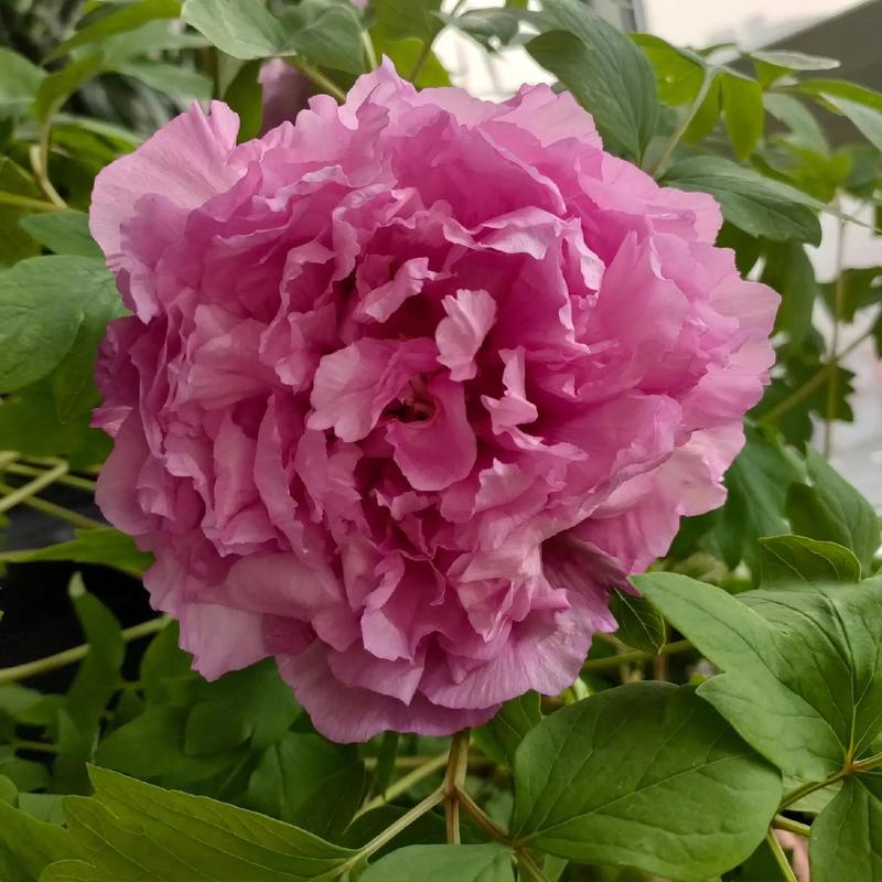 什么生肖戴红花最好,什么生肖戴红花最好呢