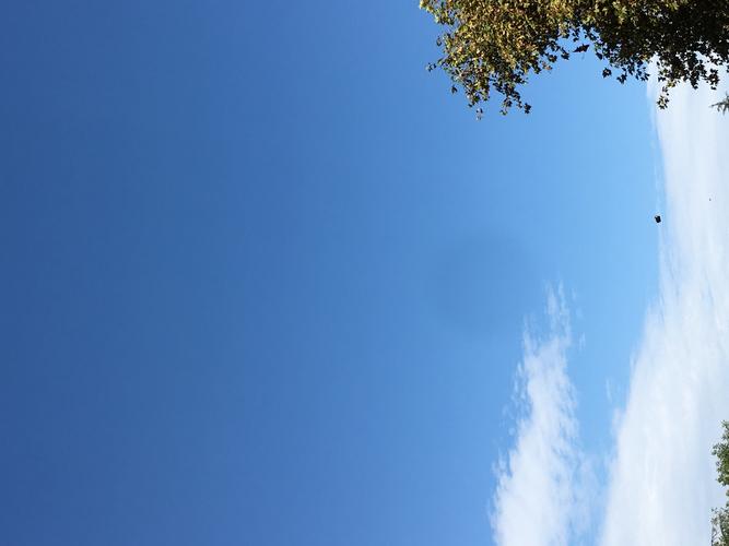 关于“蓝色天空白云飘，天字一发六可定”打一动物生肖的信息