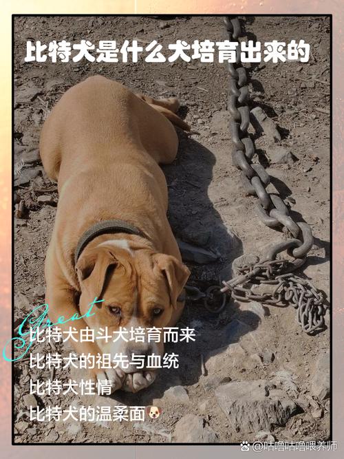 比特度是合法的吗,比特精度是什么意思