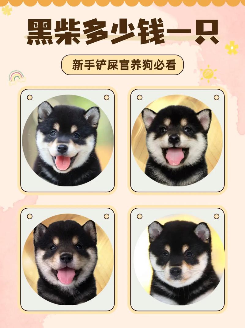 柴犬币今日行情价格,柴犬币今天的价格行情