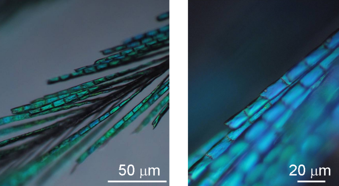 [microscope什么意思]microsecope什么意思