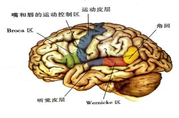 [电报式语言是什么失语]电报式语言的特征是什么?