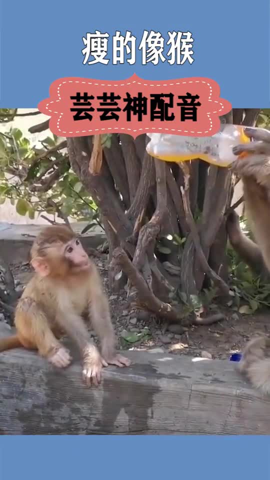 电报猴配音可收藏-电报猴原视频无消音