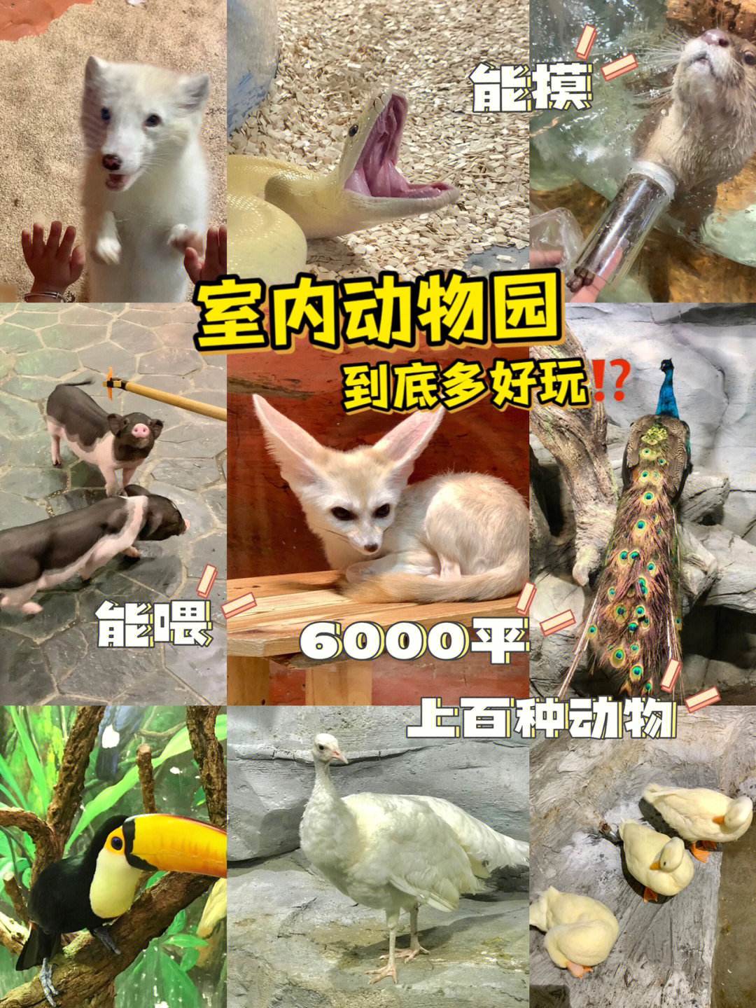 包含狐狸多开安全吗的词条