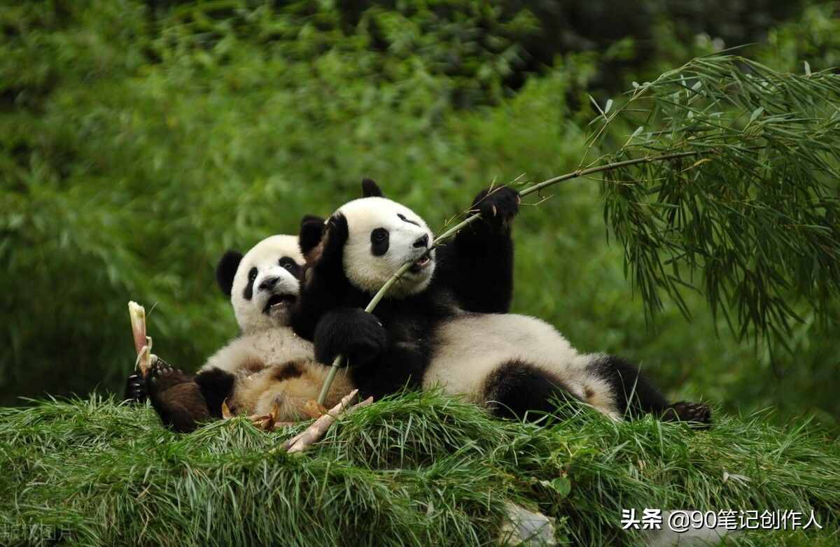 熊猫赌博赚钱下载局是真的吗、熊猫赚钱app怎么又不好使了?