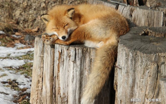 狐狸有什么价值、狐狸有什么价值和用处