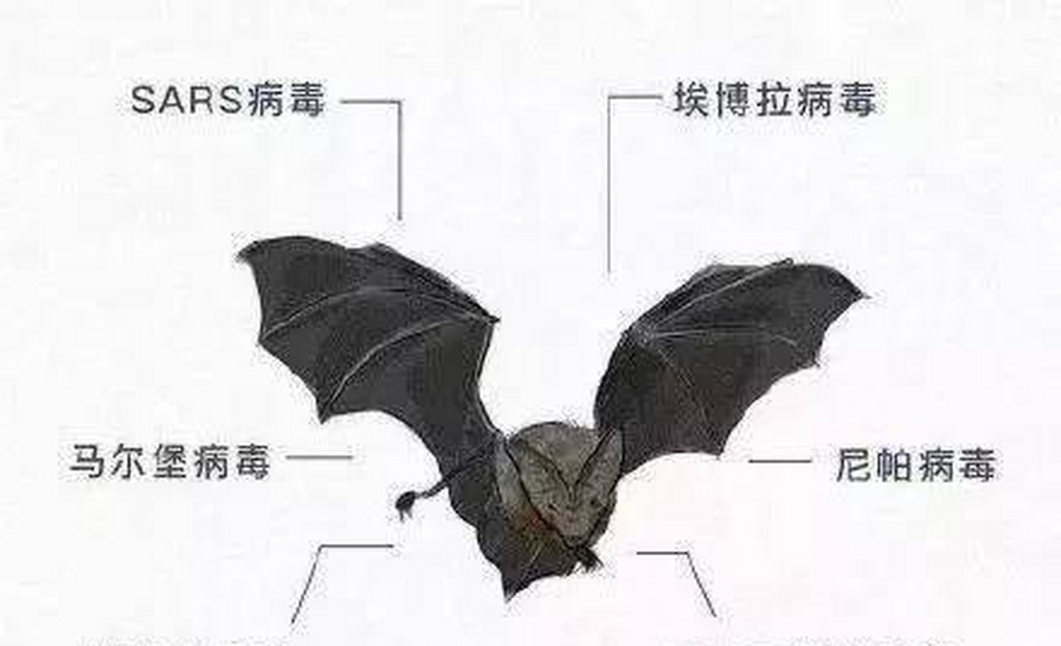 蝙蝠读音,蝙读音组词
