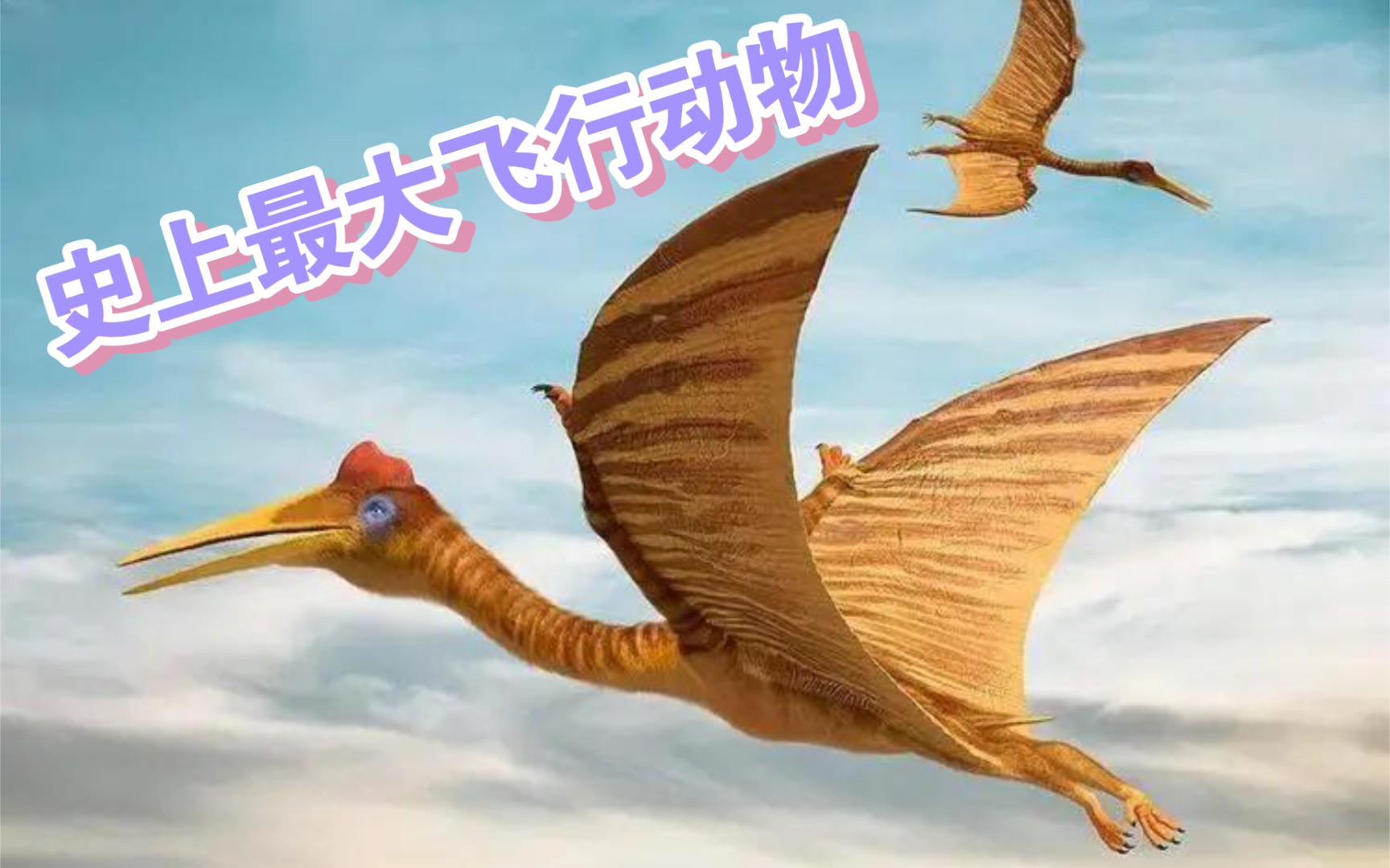 风神翼龙纸飞机,风神翼龙纸飞机怎么折